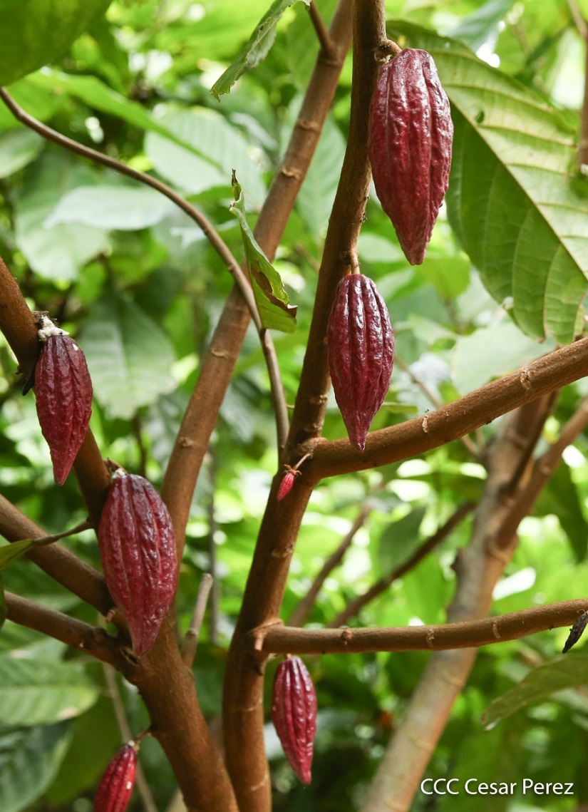 CACAO5